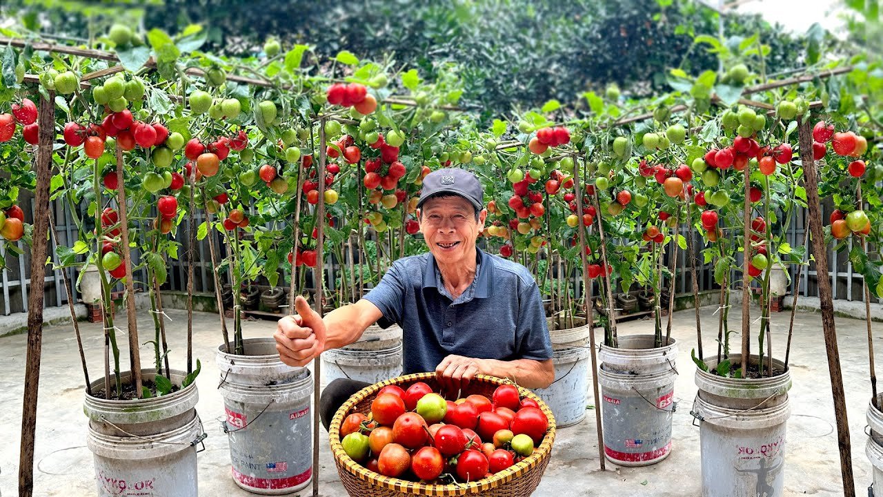 Pas d’argent : 5 astuces ultra-simples pour cultiver des tomates chez soi, succès garanti