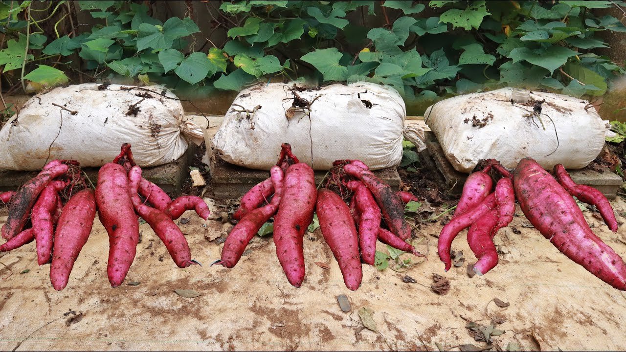 L’expérience de la culture de patates douces sur la terrasse était surprenante