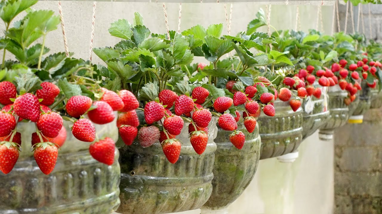 Pas besoin de jardin, cultiver des fraises à la maison est très facile et a beaucoup de fruits