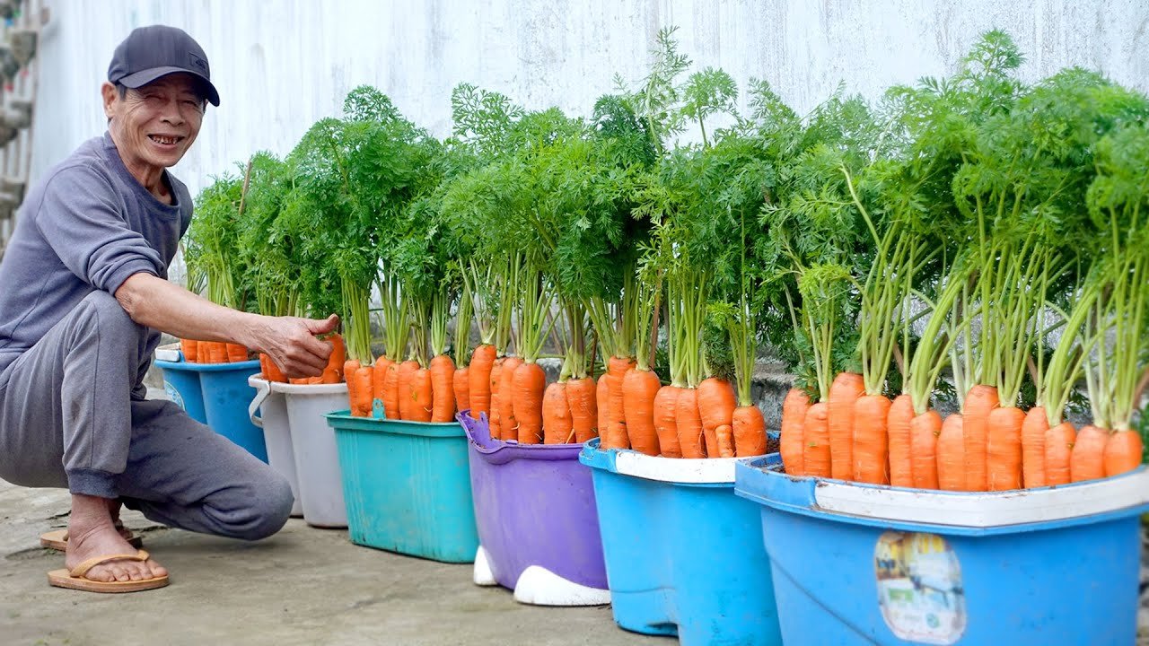 Comment faire pousser des carottes à la maison Simple, chaque saison a des carottes propres à manger