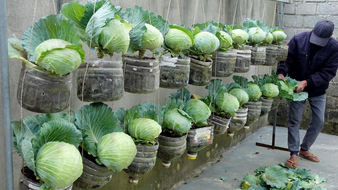 Jardin de chou de rêve des femmes au foyer, culture du chou dans des bouteilles en plastique