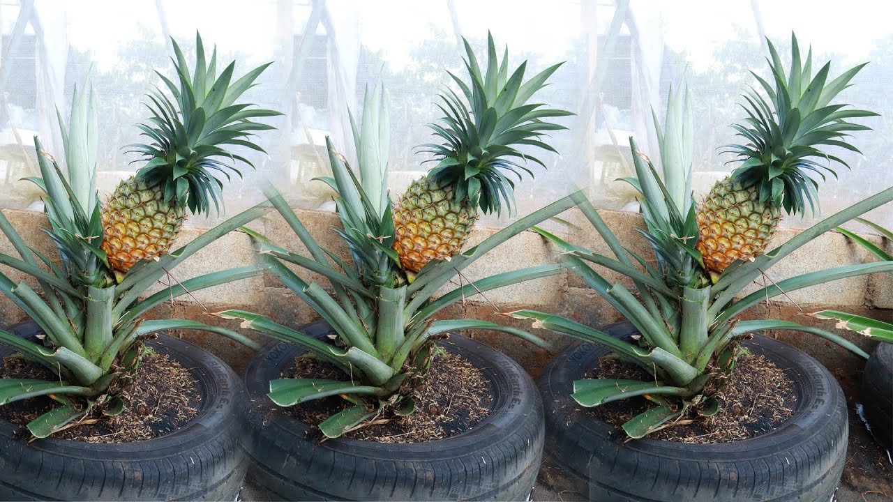 Conseils pour faire pousser des ananas super rapidement à partir des sommets jetés